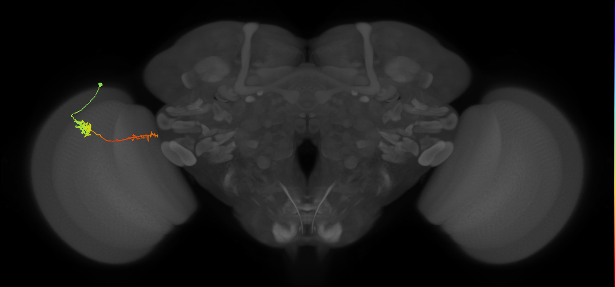 Tm37_L (MaleCNS:49274)