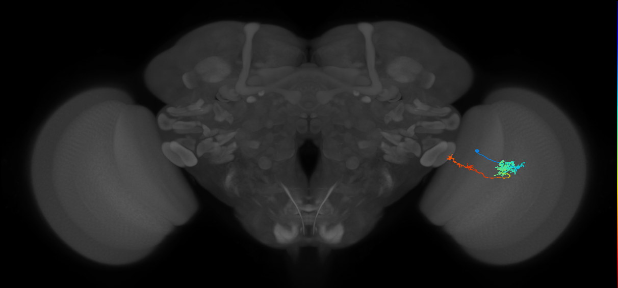 Tm37_R (MaleCNS:74799)