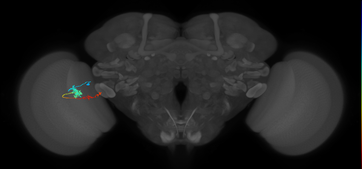 Tm37_L (MaleCNS:517933)
