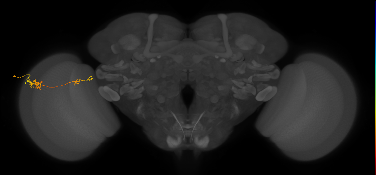 Tm37_L (MaleCNS:73170)