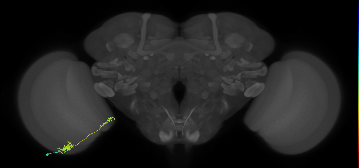 Tm37_L (MaleCNS:65655)