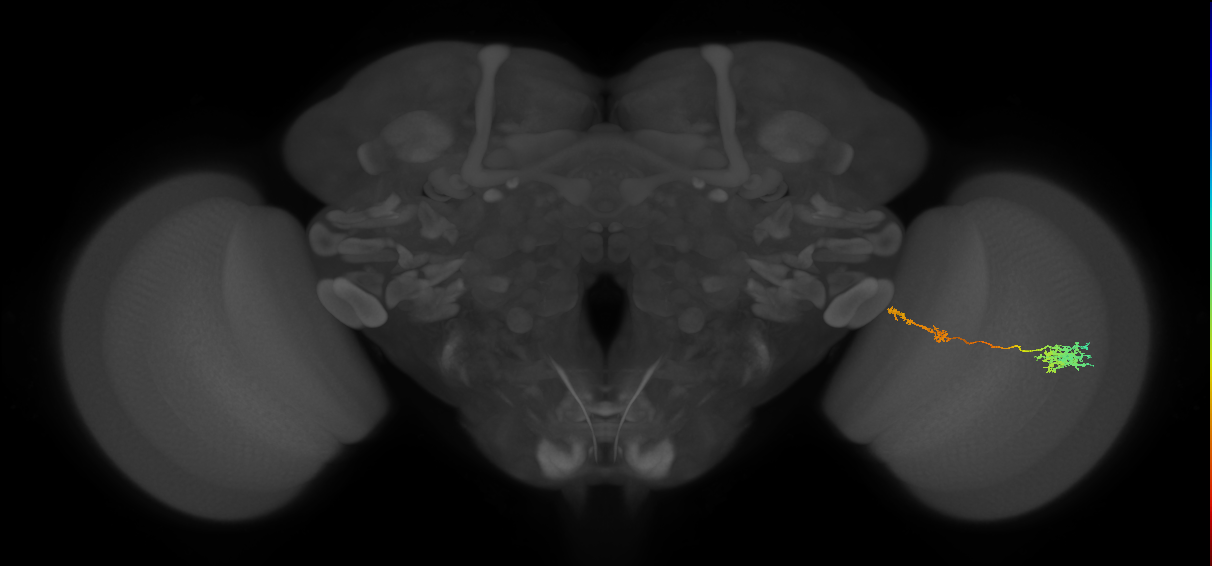 Tm37_R (MaleCNS:81257)