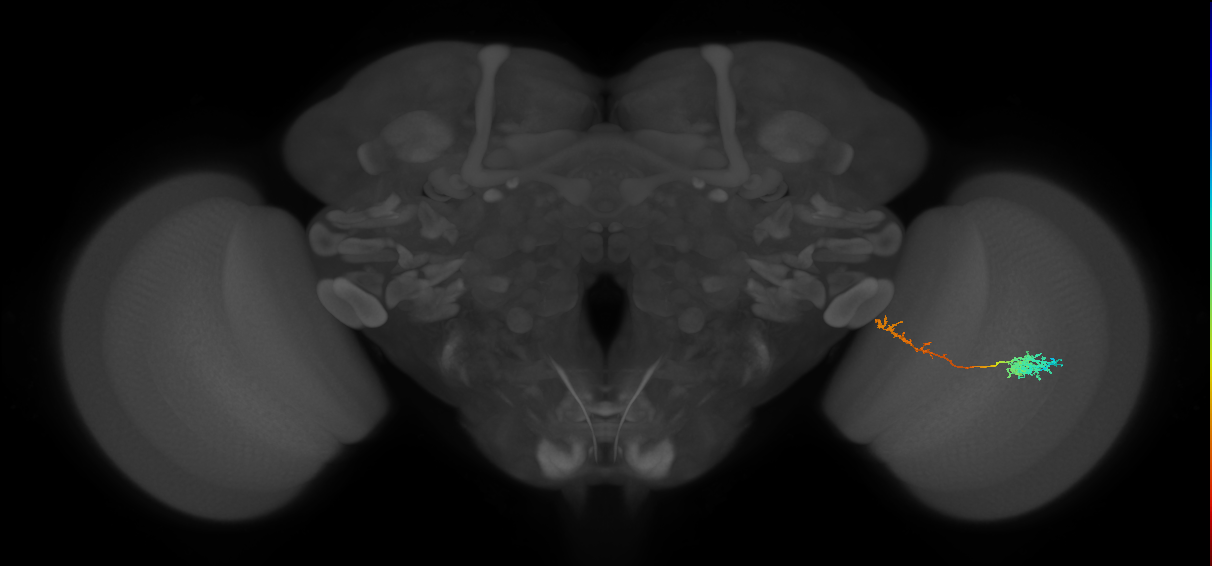 Tm37_R (MaleCNS:95068)
