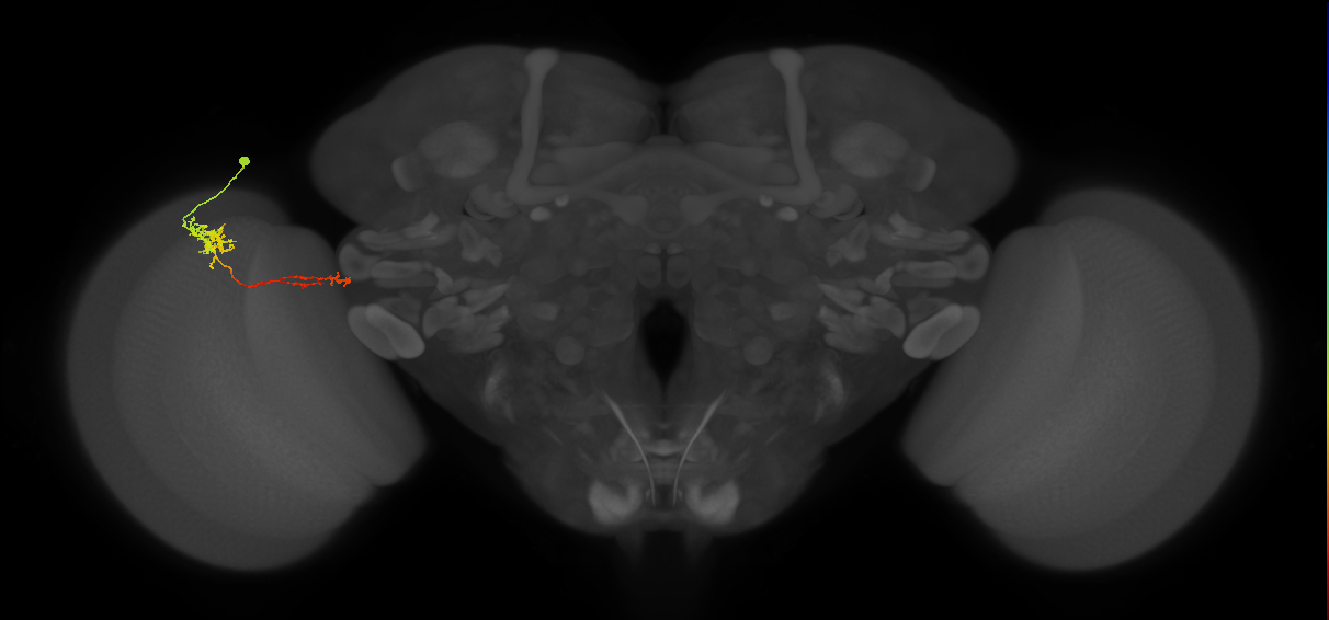Tm37_L (MaleCNS:533418)