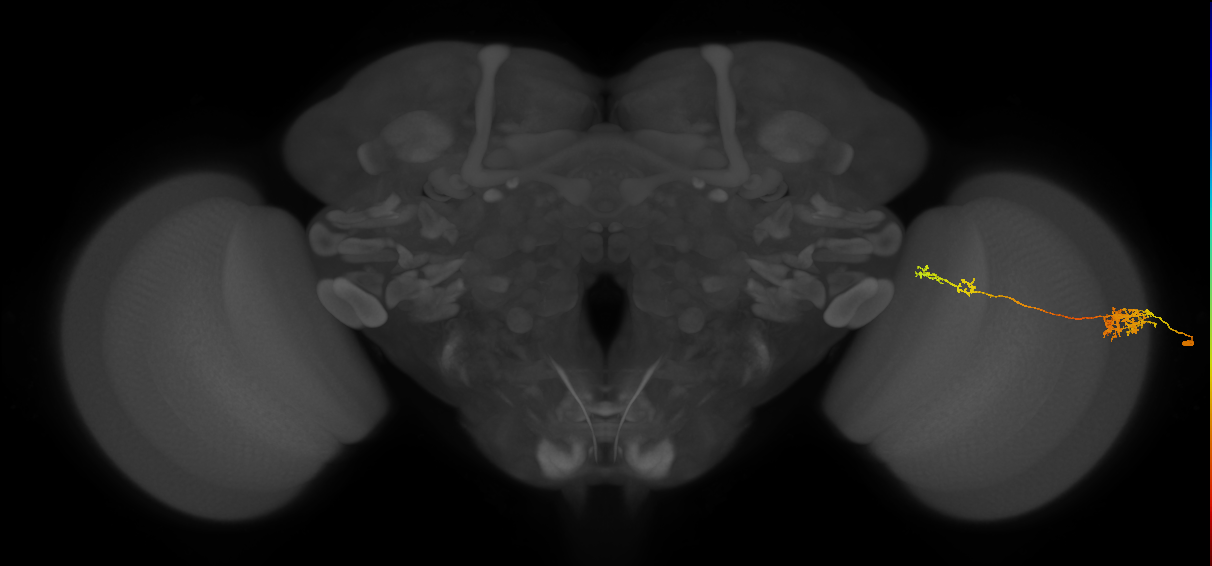 Tm37_R (MaleCNS:55179)