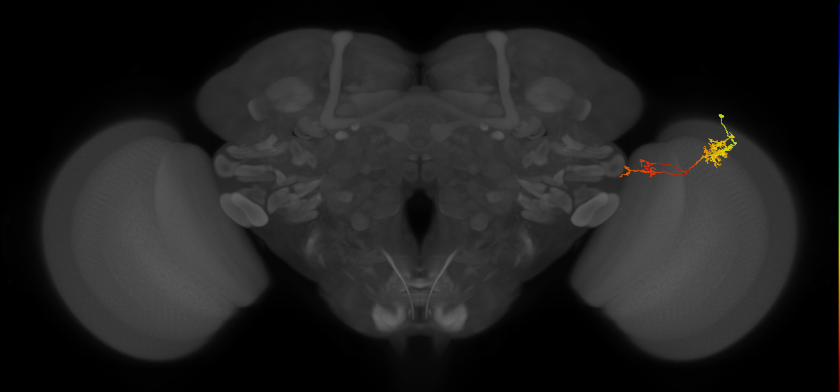 Tm37_R (MaleCNS:55878)