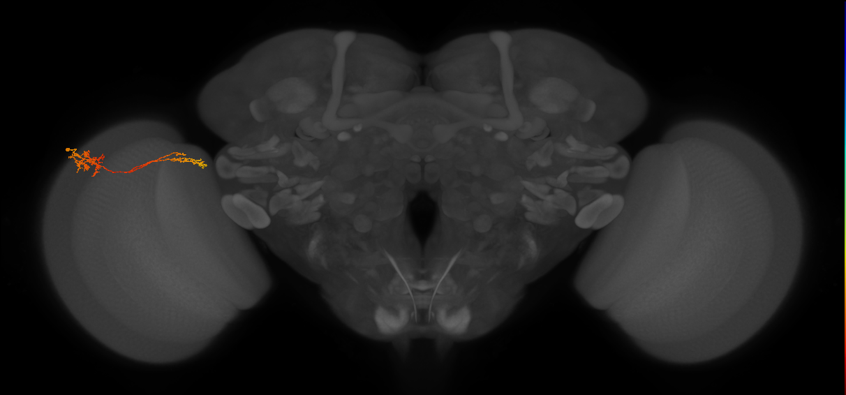 Tm37_L (MaleCNS:117201)