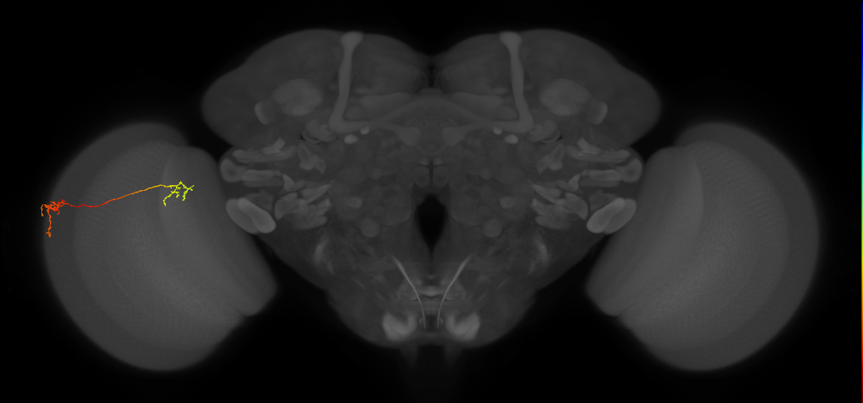 Tm37_L (MaleCNS:111448)