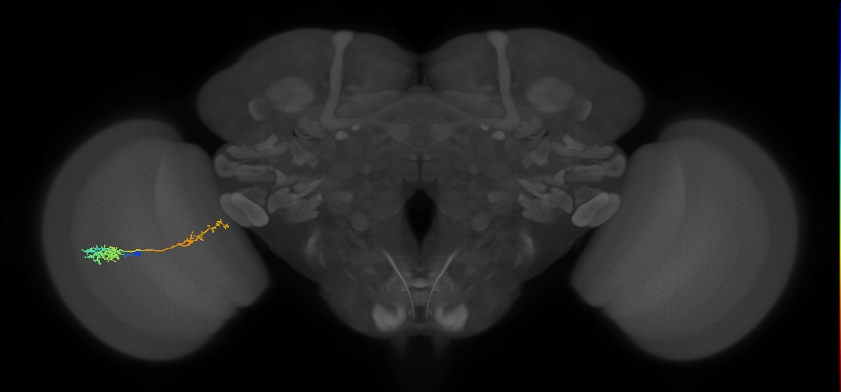 Tm37_L (MaleCNS:530808)