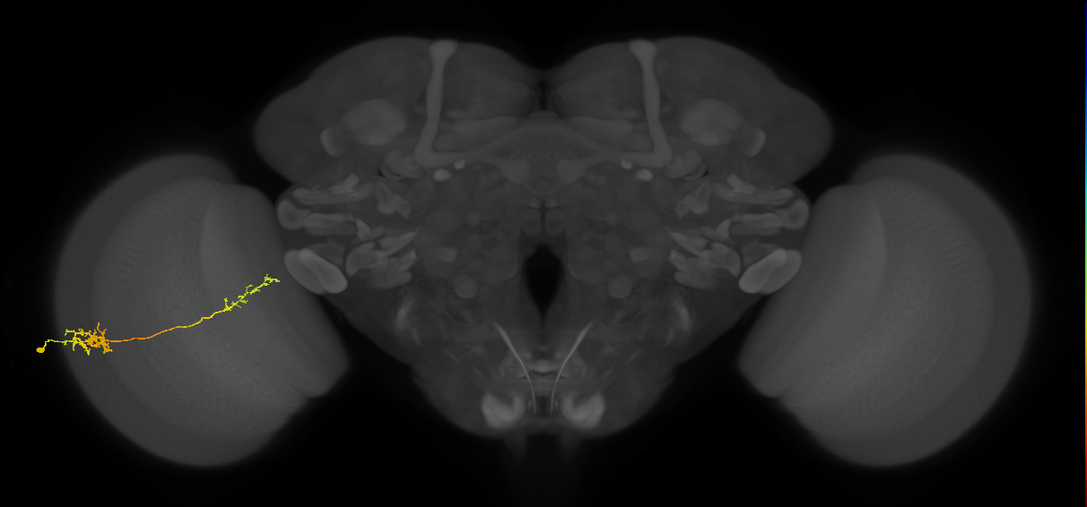 Tm37_L (MaleCNS:60476)