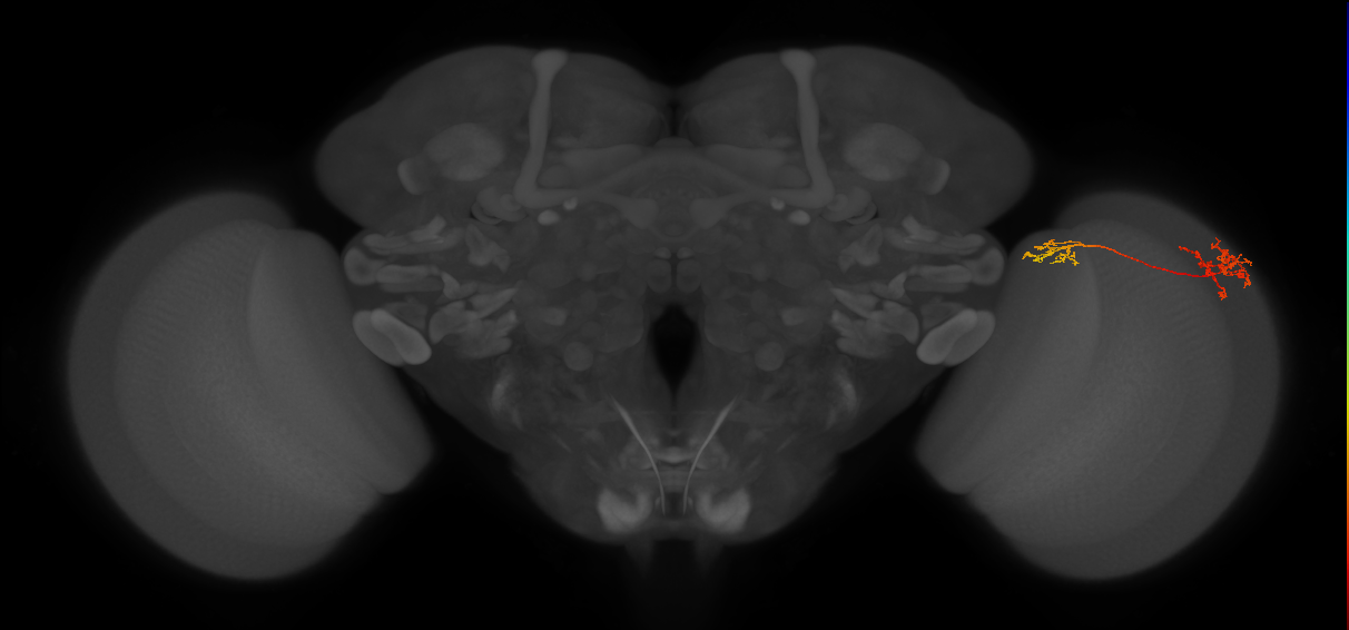 Tm37_R (MaleCNS:70890)