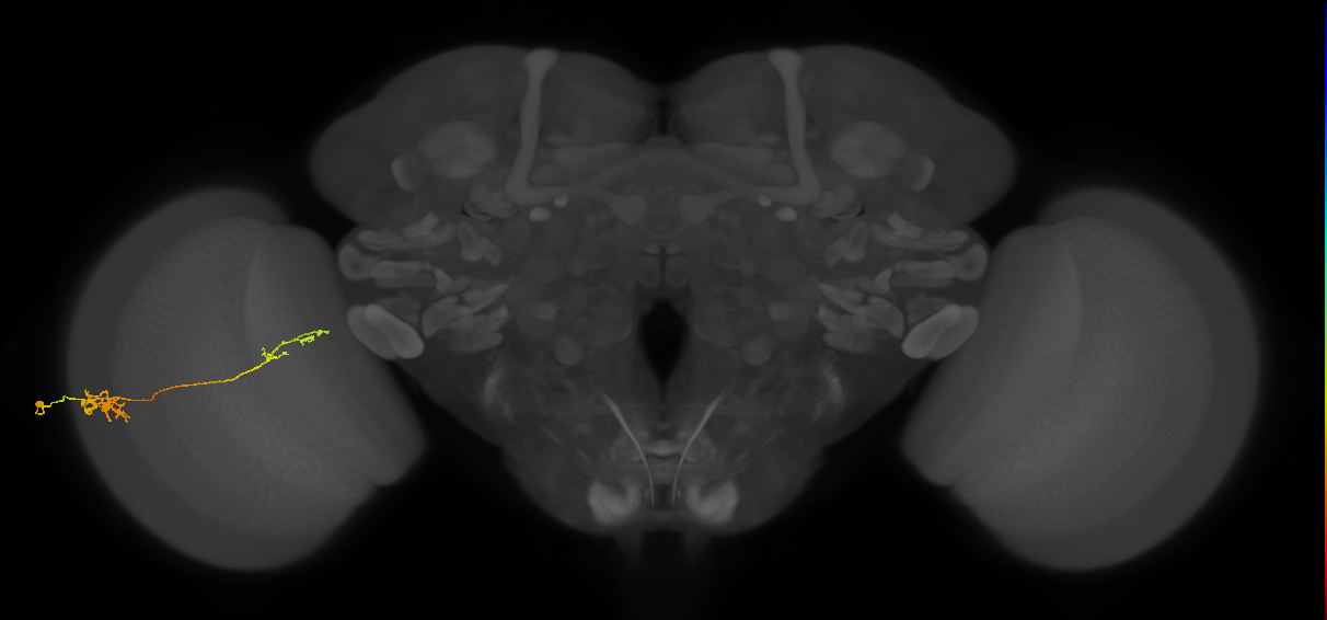 Tm37_L (MaleCNS:123011)