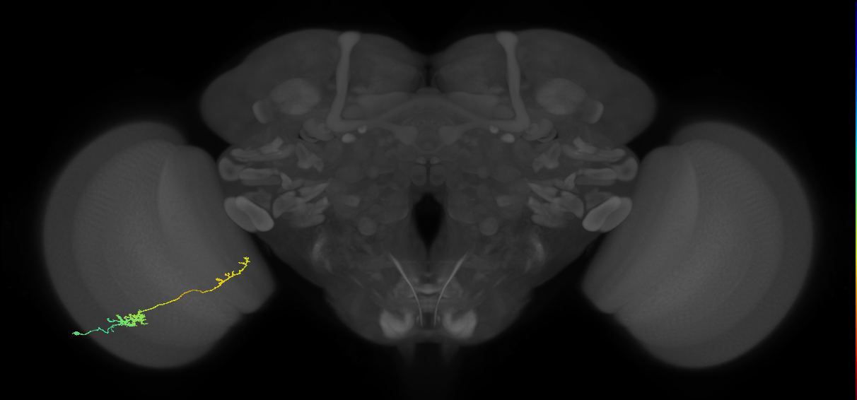 Tm37_L (MaleCNS:80363)