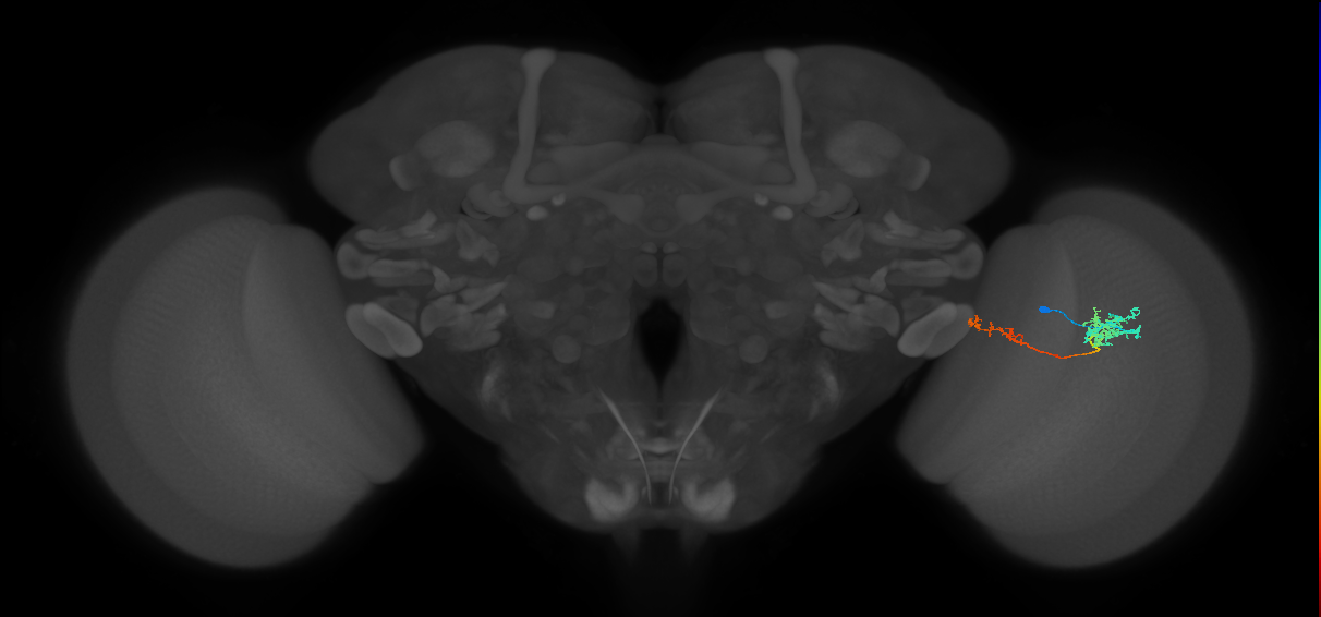 Tm37_R (MaleCNS:64290)