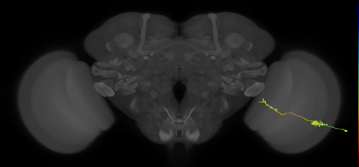 Tm37_R (MaleCNS:87631)
