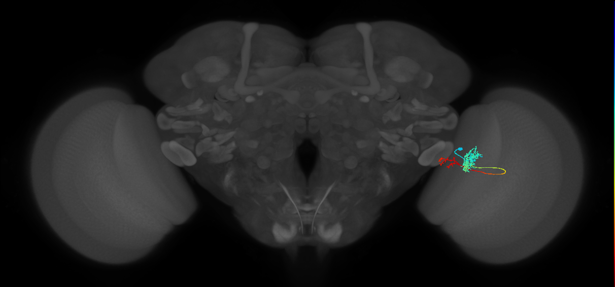 Tm37_R (MaleCNS:75057)
