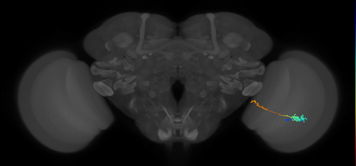 Tm37_R (MaleCNS:52482)