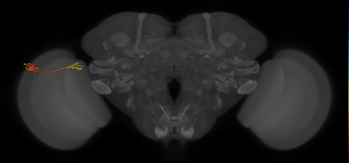 Tm37_L (MaleCNS:545509)