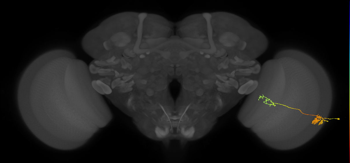 Tm37_R (MaleCNS:68800)