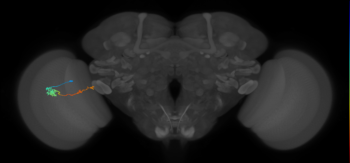 Tm37_L (MaleCNS:534944)