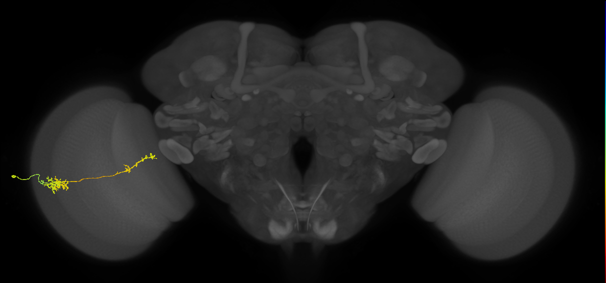 Tm37_L (MaleCNS:64747)