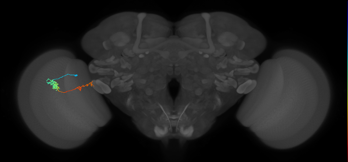 Tm37_L (MaleCNS:514516)