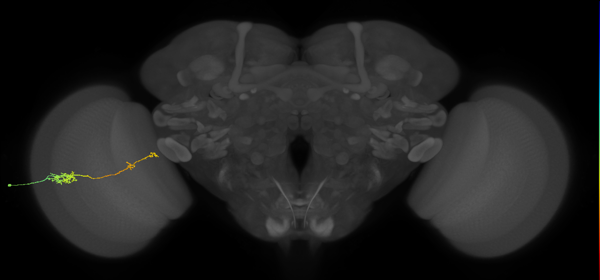 Tm37_L (MaleCNS:36602)