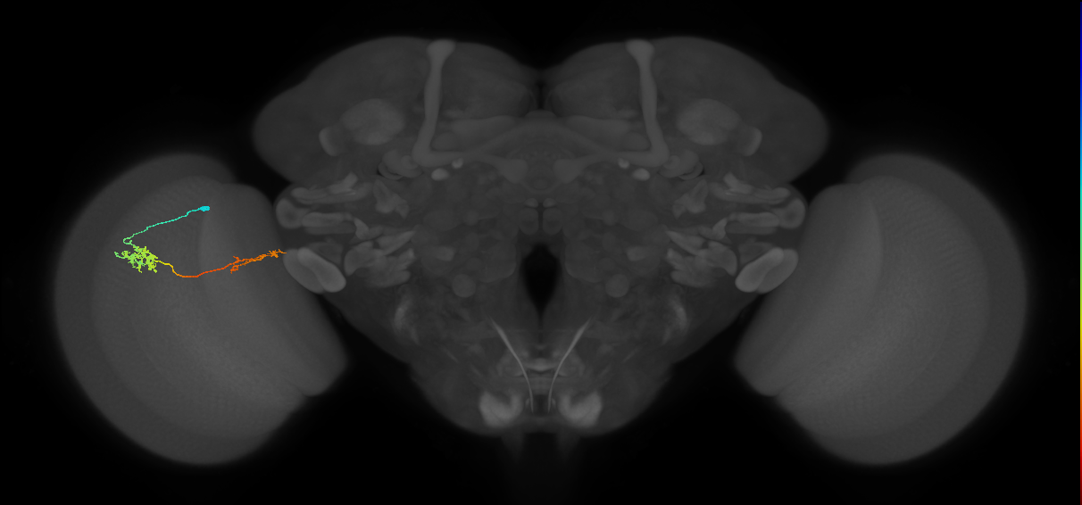Tm37_L (MaleCNS:516771)