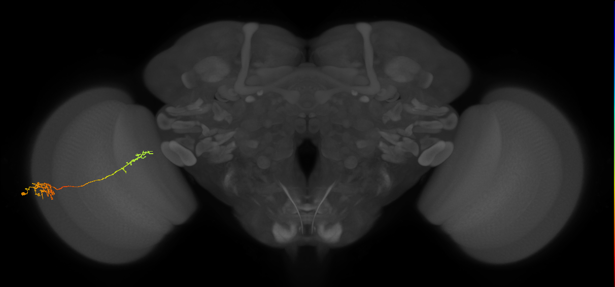 Tm37_L (MaleCNS:515659)