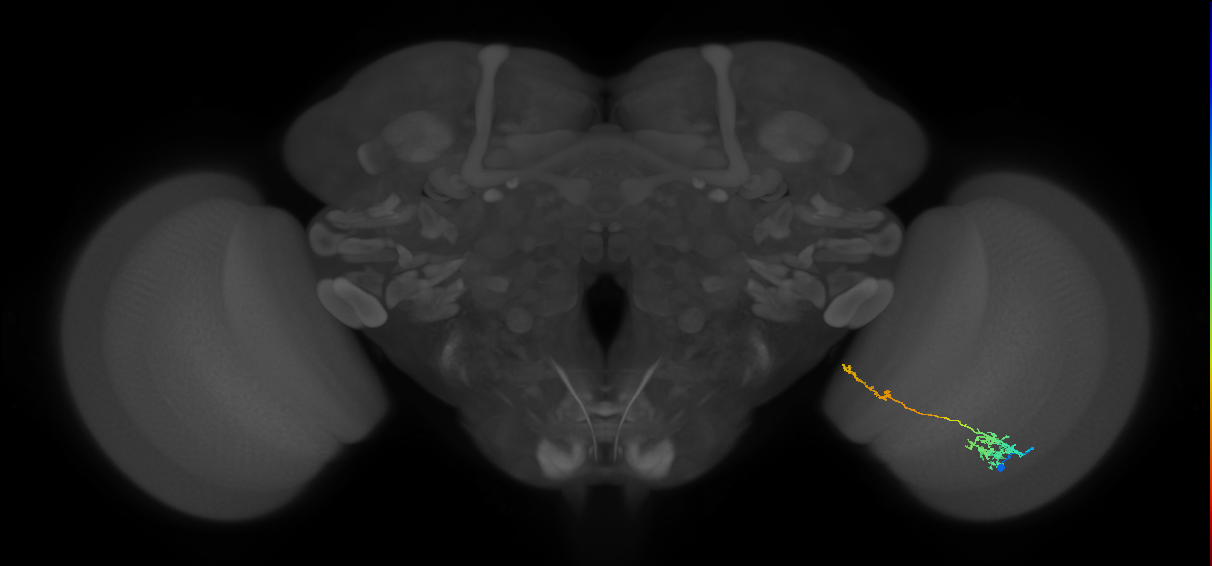 Tm37_R (MaleCNS:67949)