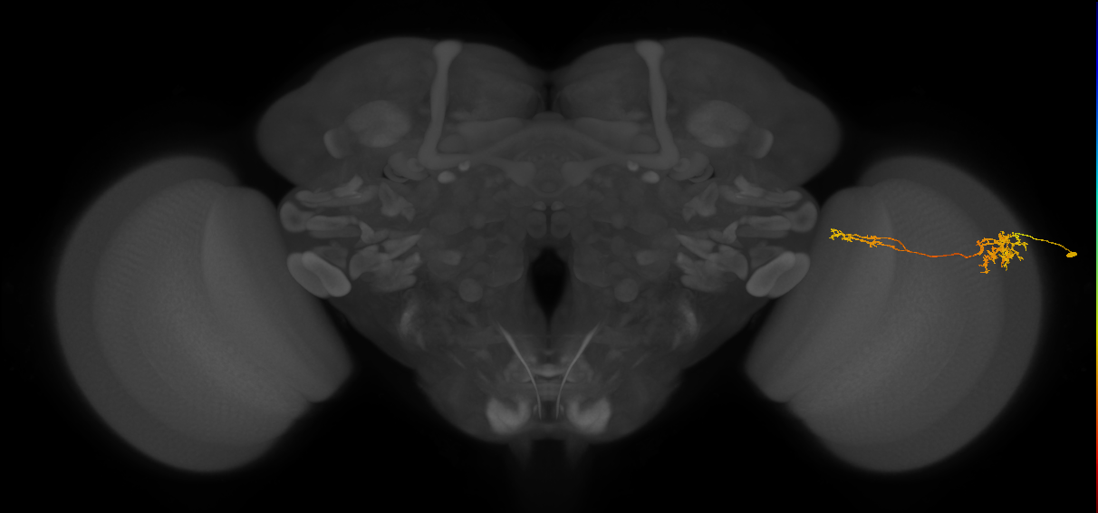 Tm37_R (MaleCNS:59301)