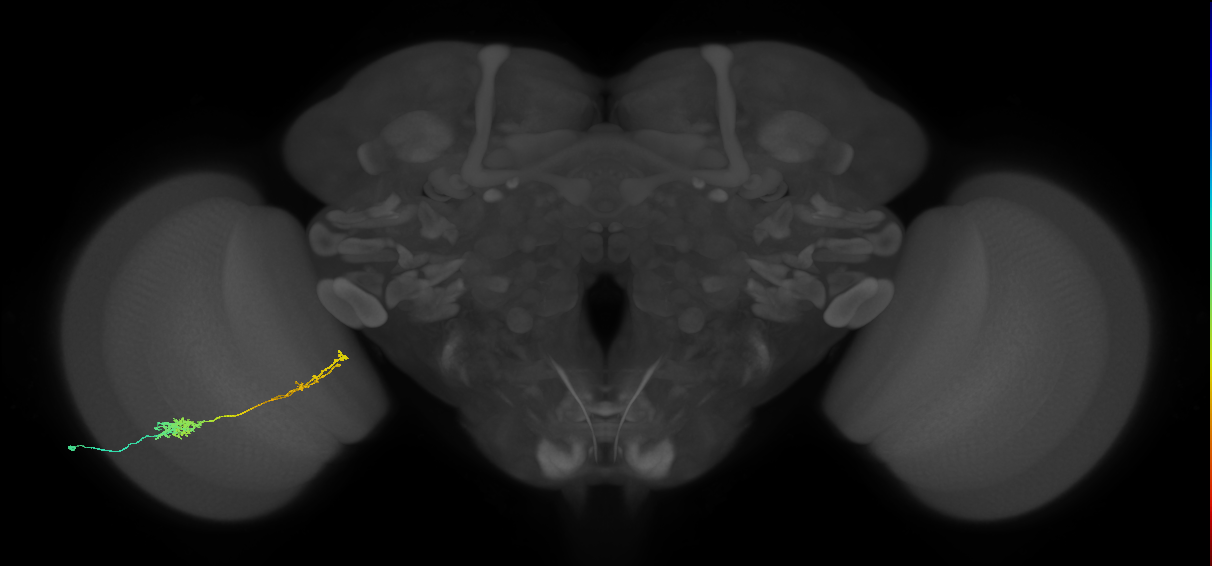 Tm37_L (MaleCNS:69079)