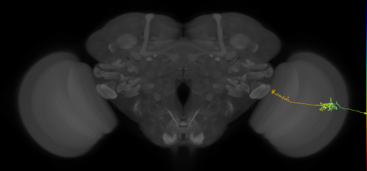 Tm37_R (MaleCNS:101241)