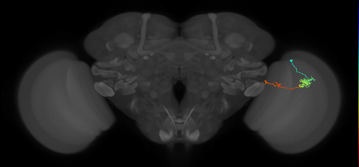 Tm37_R (MaleCNS:65175)