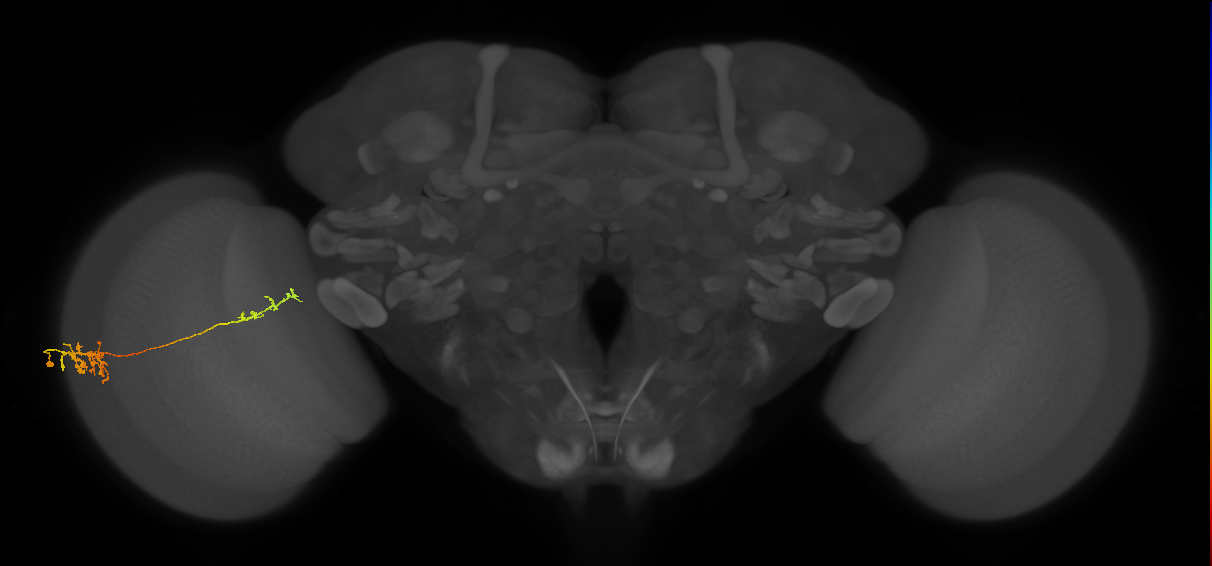 Tm37_L (MaleCNS:24680)