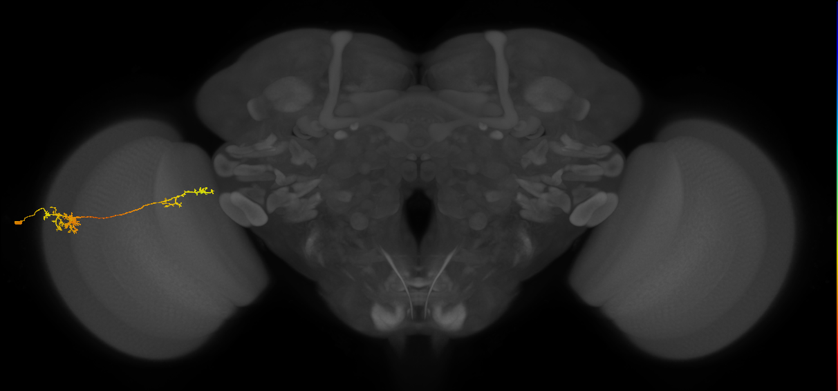 Tm37_L (MaleCNS:63974)