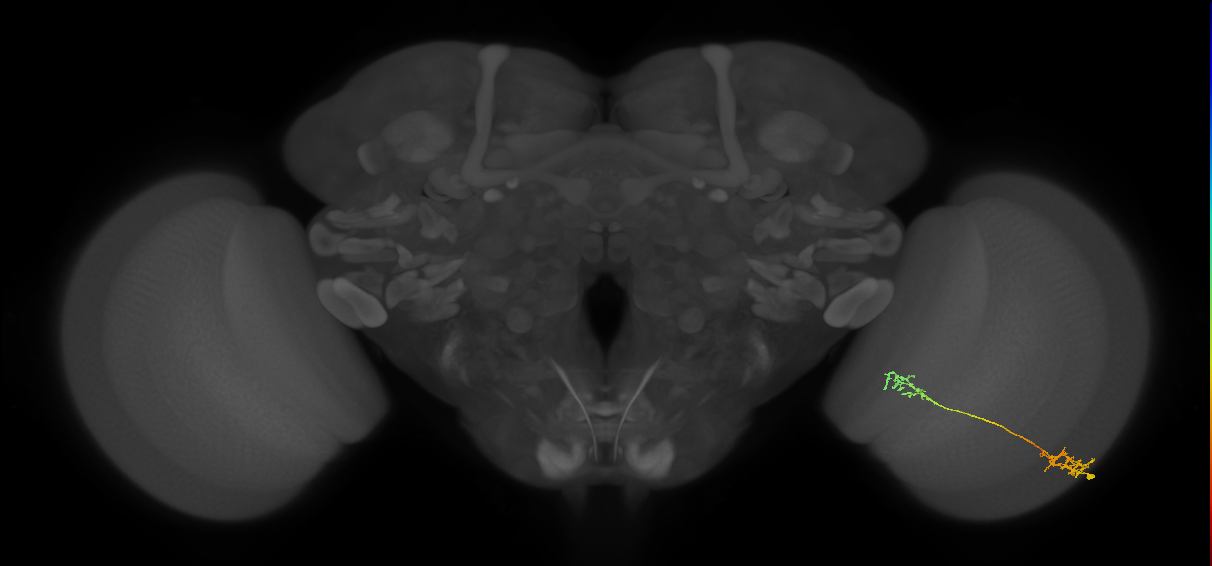 Tm37_R (MaleCNS:76262)