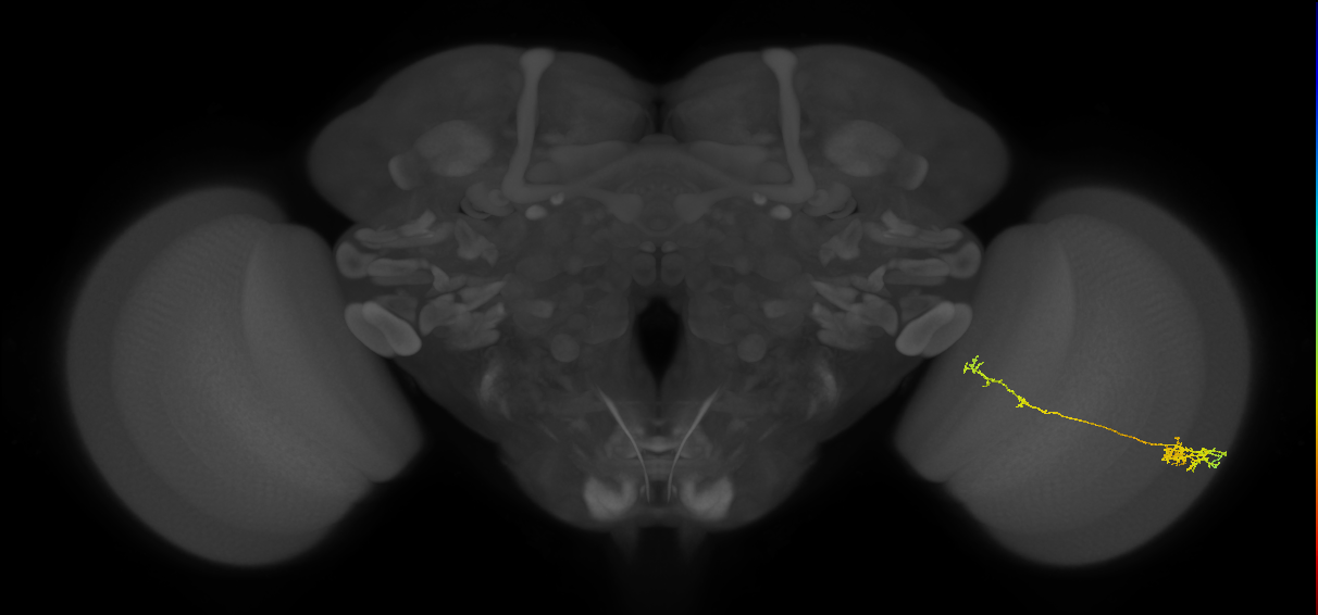 Tm37_R (MaleCNS:86271)