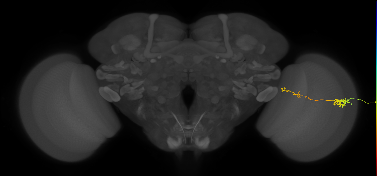 Tm37_R (MaleCNS:59820)