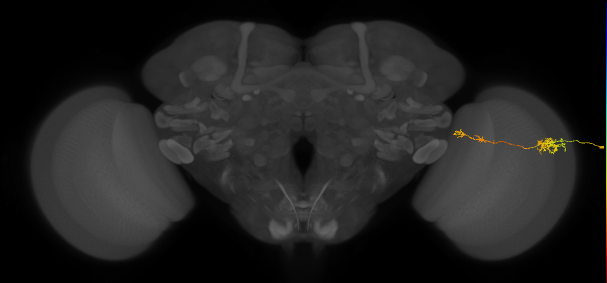 Tm37_R (MaleCNS:85071)