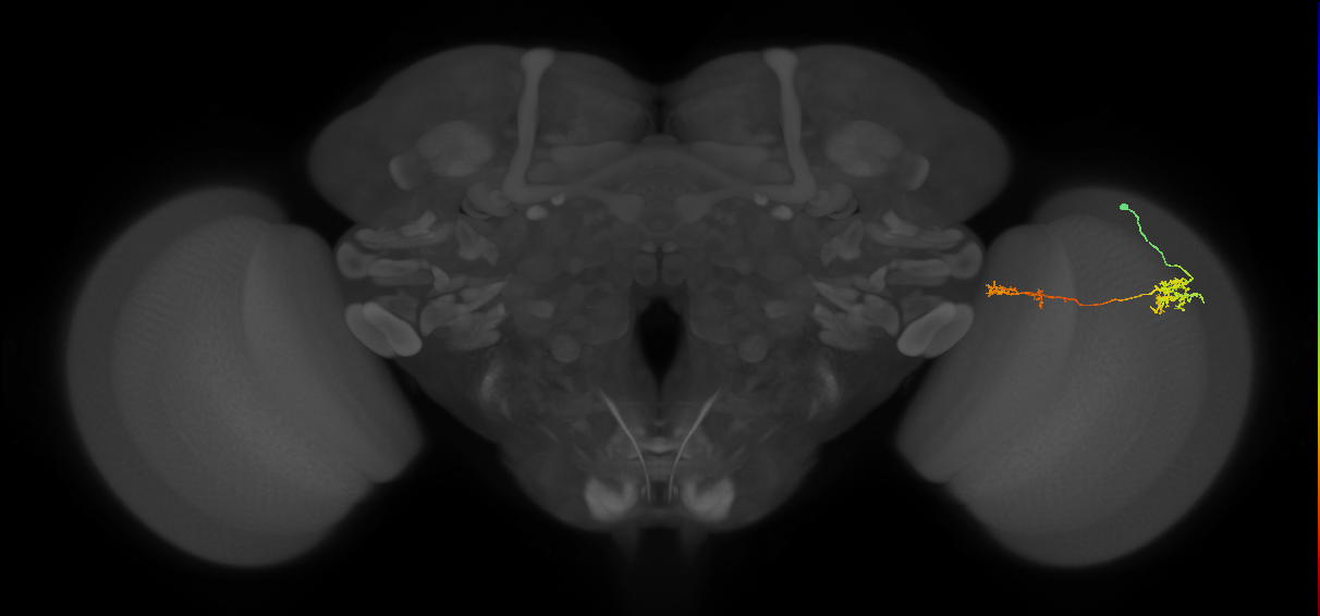 Tm37_R (MaleCNS:61619)