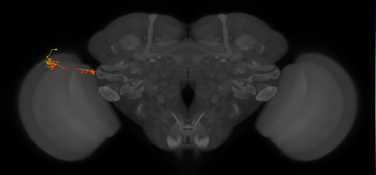 Tm37_L (MaleCNS:66974)