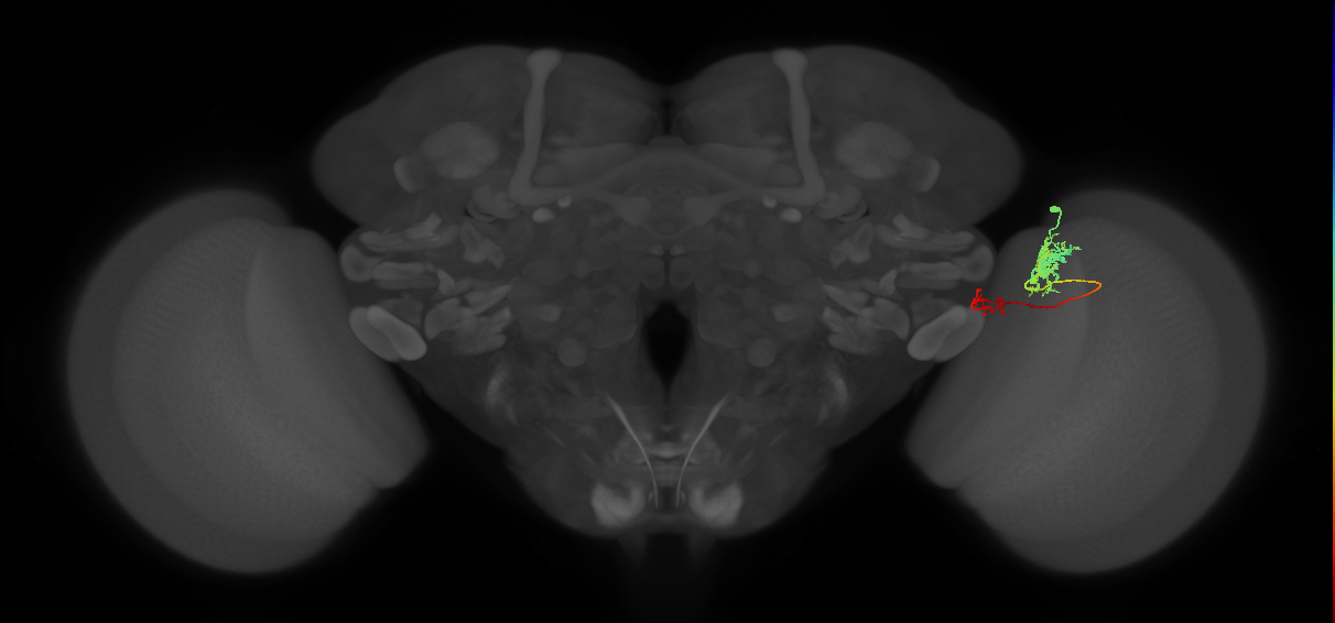 Tm37_R (MaleCNS:62422)
