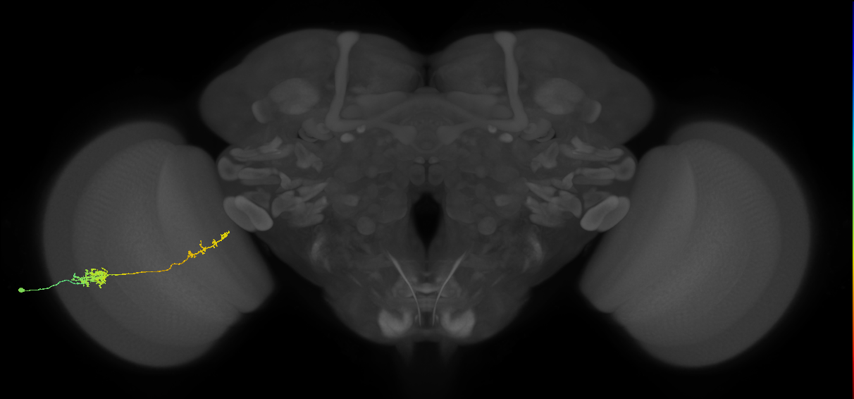 Tm37_L (MaleCNS:513987)