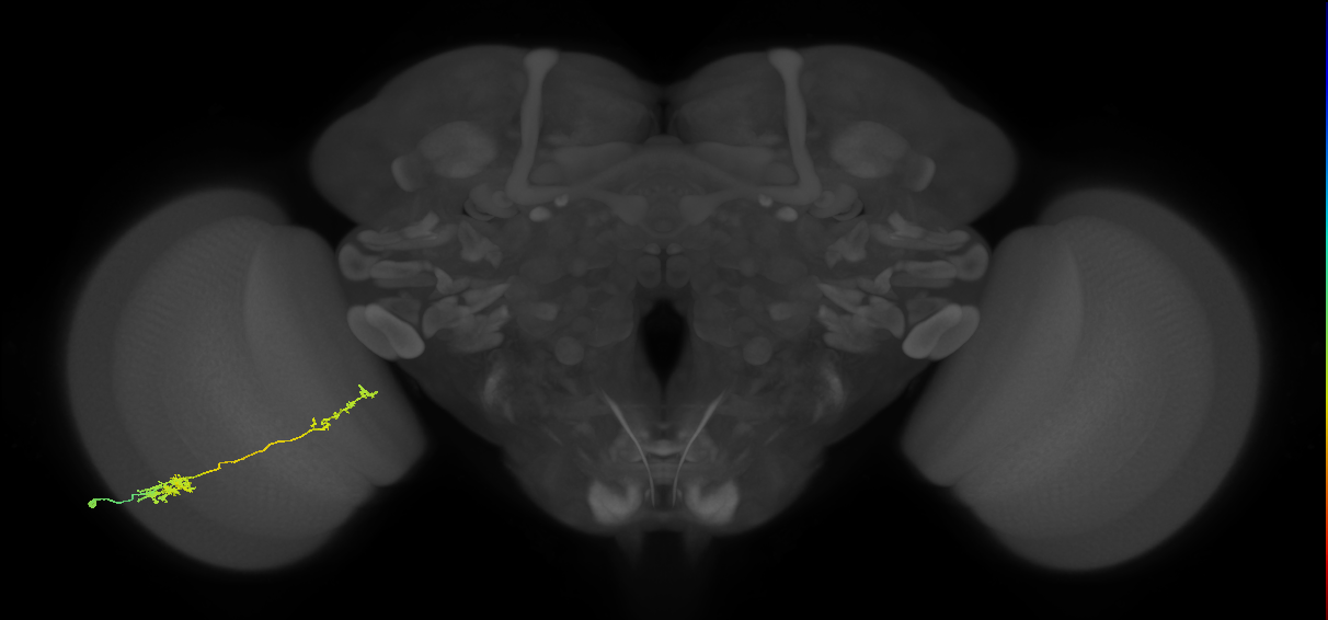 Tm37_L (MaleCNS:36383)