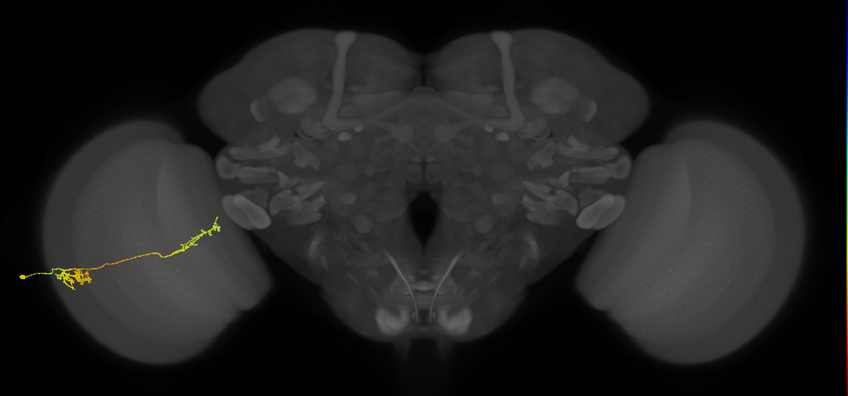 Tm37_L (MaleCNS:513171)