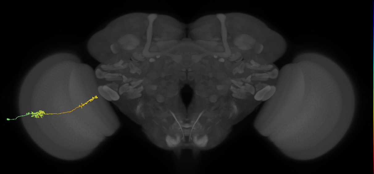 Tm37_L (MaleCNS:28112)