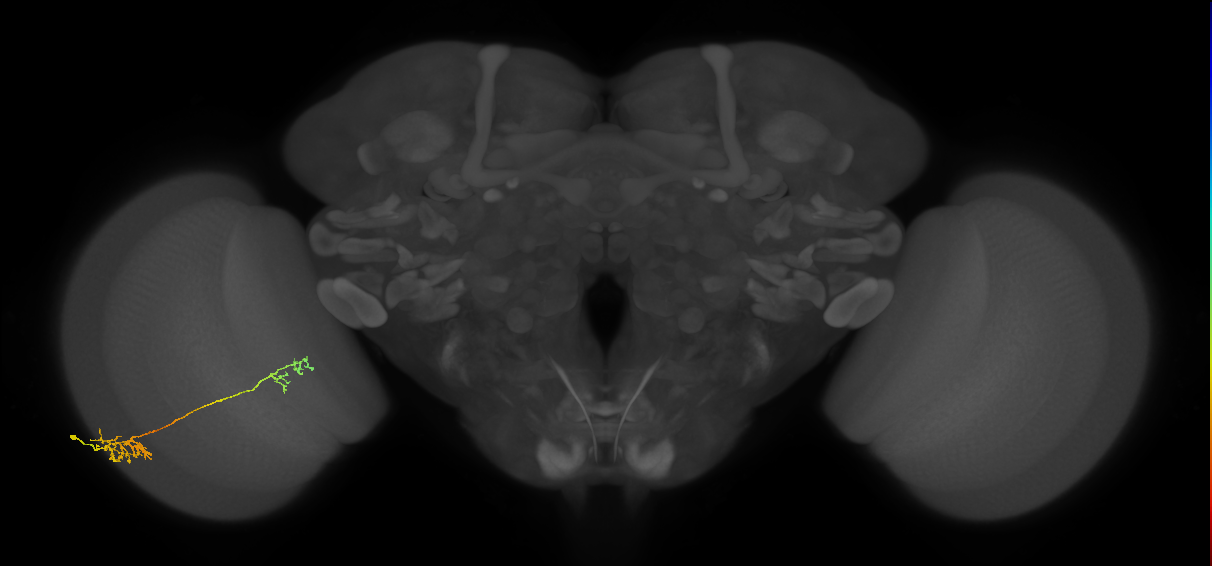 Tm37_L (MaleCNS:41105)
