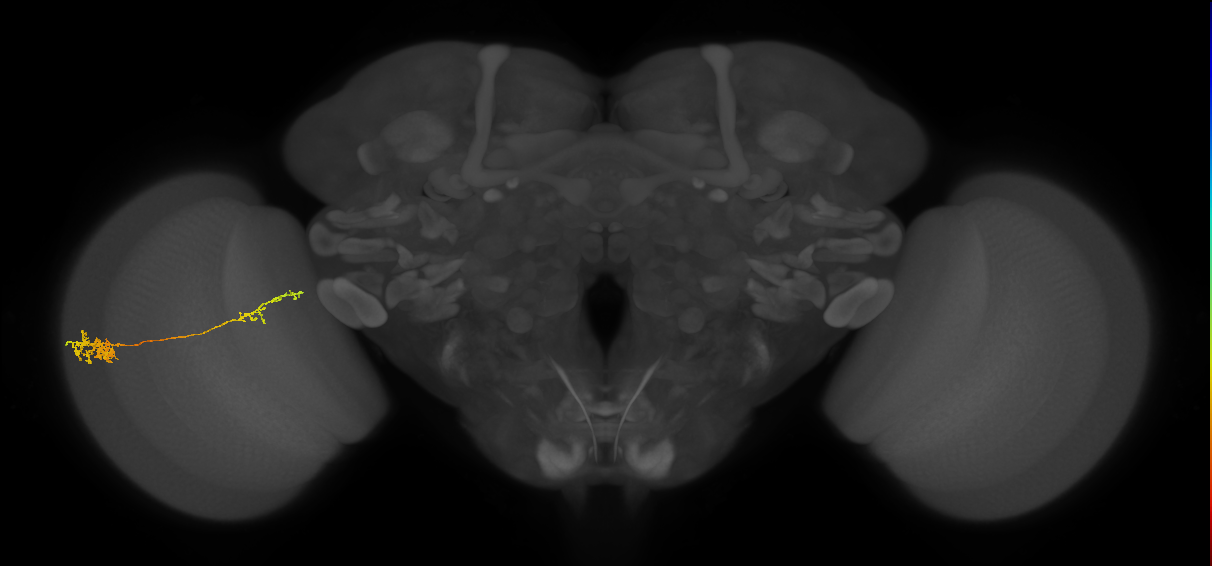 Tm37_L (MaleCNS:527279)