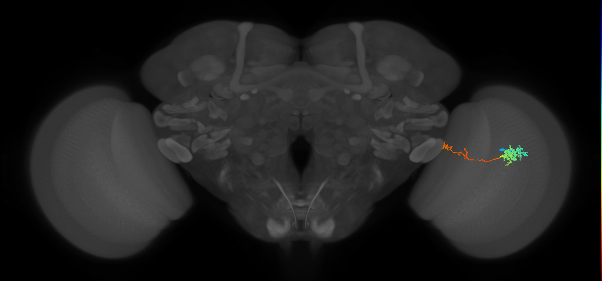Tm37_R (MaleCNS:61769)